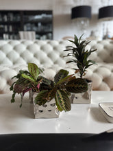 Load image into Gallery viewer, Aluminium square containers ( set of 2)