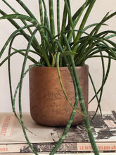 Load image into Gallery viewer, Charlie Metallic Gold
