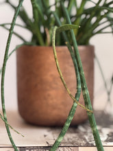 Load image into Gallery viewer, Charlie Metallic Gold
