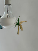 Load image into Gallery viewer, Johny B Bald Hanging Lamp
