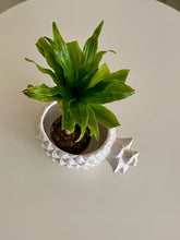 Load image into Gallery viewer, Coupelle Pineapple
